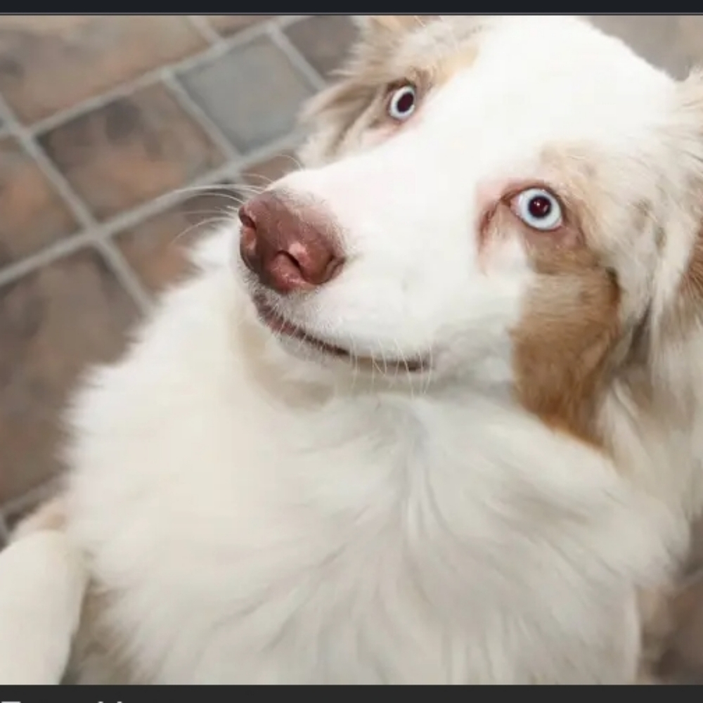 Please help Cosmo, aka "Big Happy" my red Merle aussie has cancer 😭🥺 - Picture 10 of 17